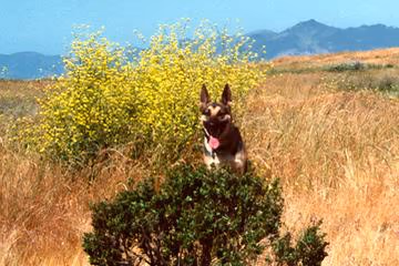 Cesar Chavez Dog Park photo 1